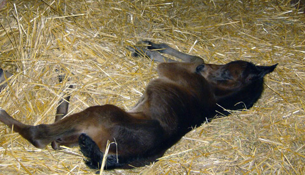 new filly born 1/31/12 by Fadjurz New York x SS Nightengale 